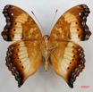 032 Lepidoptera (FV) Nymphalidae Nymphalinae Junonia pelarga mIMG_3396WTMK.jpg