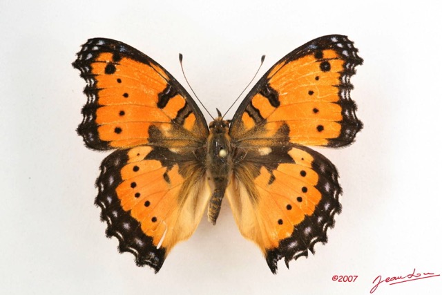 033 Lepidoptera (FD) Nymphalidae Nymphalinae Junonia octavia m IMG_4250WTMK.JPG