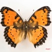 033 Lepidoptera (FD) Nymphalidae Nymphalinae Junonia octavia m IMG_4250WTMK.JPG