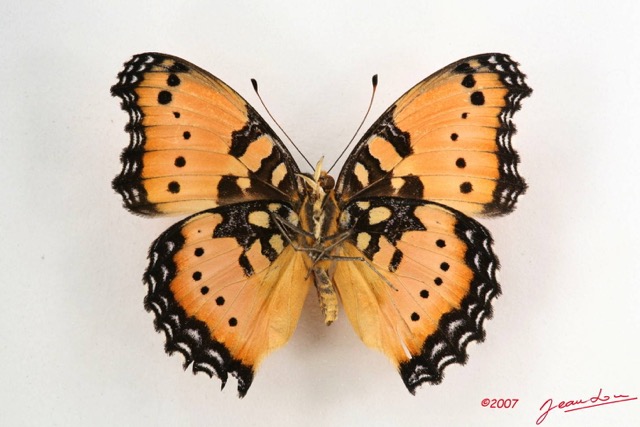 034 Lepidoptera (FV) Nymphalidae Nymphalinae Junonia octavia m IMG_4255WTMK.JPG