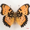 034 Lepidoptera (FV) Nymphalidae Nymphalinae Junonia octavia m IMG_4255WTMK.JPG