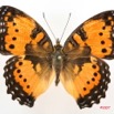 035 Lepidoptera (FD) Nymphalidae Nymphalinae Junonia octavia m 7IMG_5050WTMK.JPG