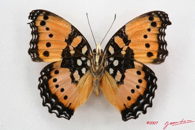 036 Lepidoptera (FV) Nymphalidae Nymphalinae Junonia octavia m 7IMG_5055WTMK.JPG