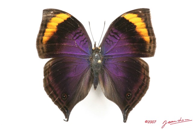 037 Lepidoptera (FD) Nymphalidae Nymphalinae Junonia cymodoce m 7IMG_5082WTMK.JPG