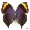 037 Lepidoptera (FD) Nymphalidae Nymphalinae Junonia cymodoce m 7IMG_5082WTMK.JPG