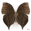 038 Lepidoptera (FV) Nymphalidae Nymphalinae Junonia cymodoce m 7IMG_5083WTMK.JPG