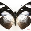 039 Lepidoptera (FD) Nymphalidae Nymphalinae Hypolimnas dubius f 7IMG_6603WTMK.JPG