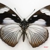 040 Lepidoptera (FV) Nymphalidae Nymphalinae Hypolimnas dubius f 7IMG_6607WTMK.JPG