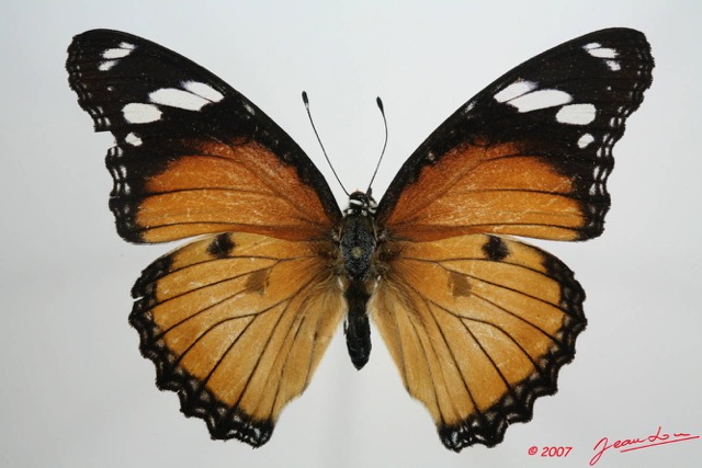 043 Lepidoptera (FD) Nymphalidae Nymphalinae Hypolimnas misippus f 7EIMG_1118WTMK.JPG