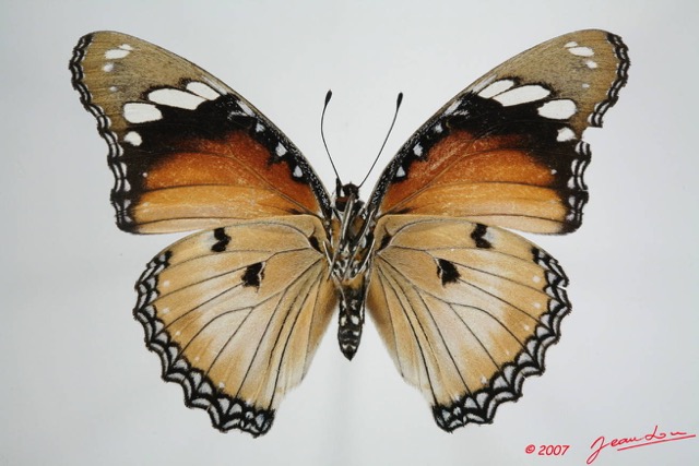 044 Lepidoptera (FV) Nymphalidae Nymphalinae Hypolimnas misippus f 7EIMG_1120WTMK.JPG