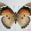 044 Lepidoptera (FV) Nymphalidae Nymphalinae Hypolimnas misippus f 7EIMG_1120WTMK.JPG