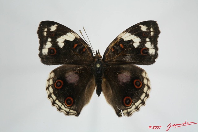 045 Lepidoptera (FD) Nymphalidae Nymphalinae Junonia oenone Oenone f 7EIMG_1043WTMK.JPG
