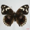 045 Lepidoptera (FD) Nymphalidae Nymphalinae Junonia oenone Oenone f 7EIMG_1043WTMK.JPG