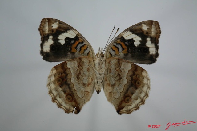 046 Lepidoptera (FV) Nymphalidae Nymphalinae Junonia oenone Oenone f 7EIMG_1047WTMK.JPG