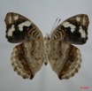 046 Lepidoptera (FV) Nymphalidae Nymphalinae Junonia oenone Oenone f 7EIMG_1047WTMK.JPG