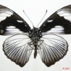 048 Lepidoptera (FV) Nymphalidae Nymphalinae Hypolimnas dubius dubius forme anthedon f 7EIMG_2109WTMK.JPG