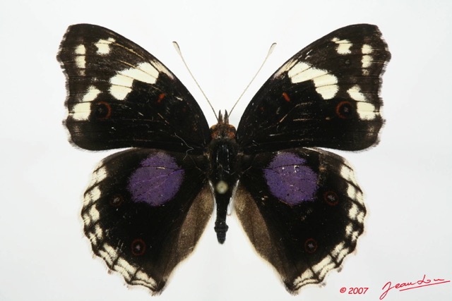 049 Lepidoptera (FD) Nymphalidae Nymphalinae Junonia oenone oenone m 7EIMG_1993WTMK.JPG