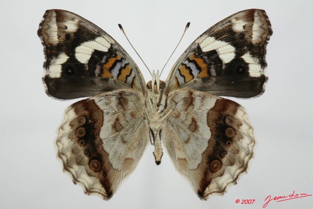 050 Lepidoptera (FV) Nymphalidae Nymphalinae Junonia oenone oenone m 7EIMG_1997WTMK.JPG