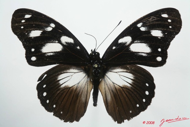 051 Lepidoptera (FD) Nymphalidae Nymphalinae Hypolimnas dubius 8EIMG_4285WTMK.JPG