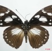 052 Lepidoptera (FV) Nymphalidae Nymphalinae Hypolimnas dubius 8EIMG_4290WTMK.JPG