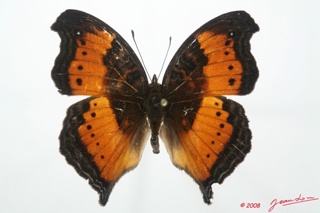 053 Lepidoptera (FD) Nymphalidae Nymphalinae Junonia milonia 8EIMG_15869WTMK.jpg