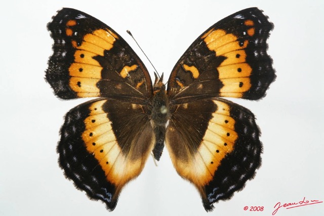 055 Lepidoptera (FD) Nymphalidae Nymphalinae Junonia pelarga m 8EIMG_20658WTMK.JPG