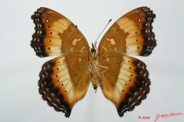 056 Lepidoptera (FV) Nymphalidae Nymphalinae Junonia pelarga m 8EIMG_20662WTMK.JPG