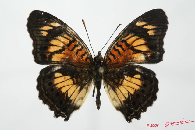 057 Lepidoptera (FD) Nymphalidae Nymphalinae Junonia sophia m 8EIMG_20587WTMK.JPG