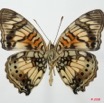 058 Lepidoptera (FV) Nymphalidae Nymphalinae Junonia sophia m 8EIMG_20593WTMK.JPG