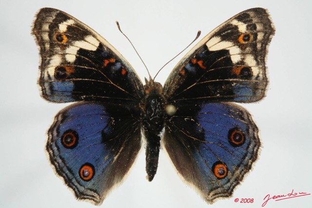 059 Lepidoptera (FD) Nymphalidae Nymphalinae Junonia orythia 8EIMG_24458WTMK.JPG