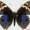 059 Lepidoptera (FD) Nymphalidae Nymphalinae Junonia orythia 8EIMG_24458WTMK.JPG