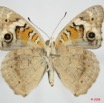 060 Lepidoptera (FV) Nymphalidae Nymphalinae Junonia orythia 8EIMG_24468WTMK.JPG