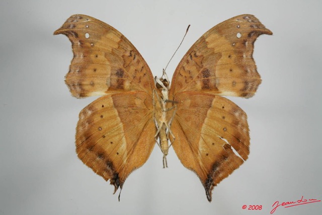 062 Lepidoptera (FV) Nymphalidae Nymphalinae Junonia pelarga f 8EIMG_24530WTMK.JPG