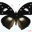 063 Lepidoptera (FD) Nymphalidae Nymphalinae Hypolimnas dinarcha 8E5IMG_27107WTMK.jpg