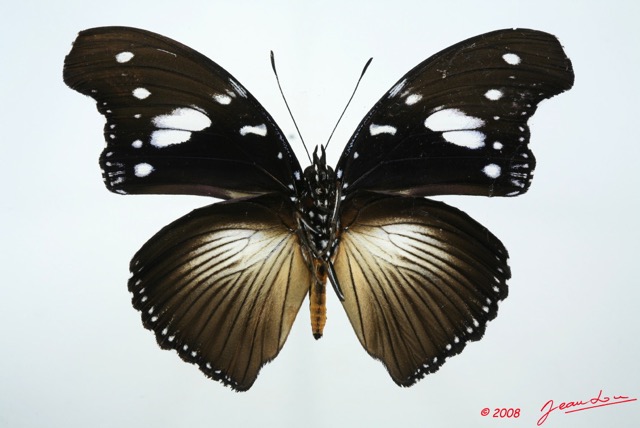 064 Lepidoptera (FV) Nymphalidae Nymphalinae Hypolimnas dinarcha 8E5IMG_27111WTMK.jpg