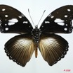 064 Lepidoptera (FV) Nymphalidae Nymphalinae Hypolimnas dinarcha 8E5IMG_27111WTMK.jpg