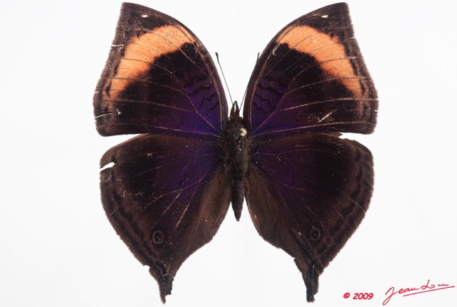 065 Lepidoptera (FD) Nymphalidae Nymphalinae Junonia cymodoce f 9E50IMG_31582wtmk.jpg