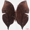 066 Lepidoptera (FV) Nymphalidae Nymphalinae Junonia cymodoce f 9E50IMG_31583wtmk.jpg