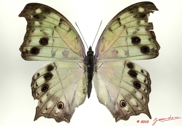 067 Lepidoptera 102d (FD) Nymphalidae Nymphalinae Protogoniomorpha parkassus m 10E5K2IMG_59448wtmk.jpg