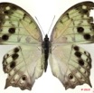 067 Lepidoptera 102d (FD) Nymphalidae Nymphalinae Protogoniomorpha parkassus m 10E5K2IMG_59448wtmk.jpg