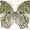 068 Lepidoptera 102d (FV) Nymphalidae Nymphalinae Protogoniomorpha parkassus m 10E5K2IMG_59450wtmk.jpg
