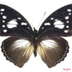 069 Lepidoptera 108c (FD) Nymphalidae Nymphalinae Hypolimnas dinarcha 11E5K2IMG_66291wtmk.jpg