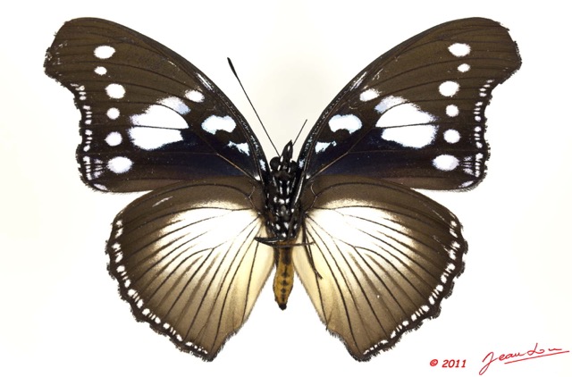 070 Lepidoptera 108c (FV) Nymphalidae Nymphalinae Hypolimnas dinarcha 11E5K2IMG_66292wtmk.jpg