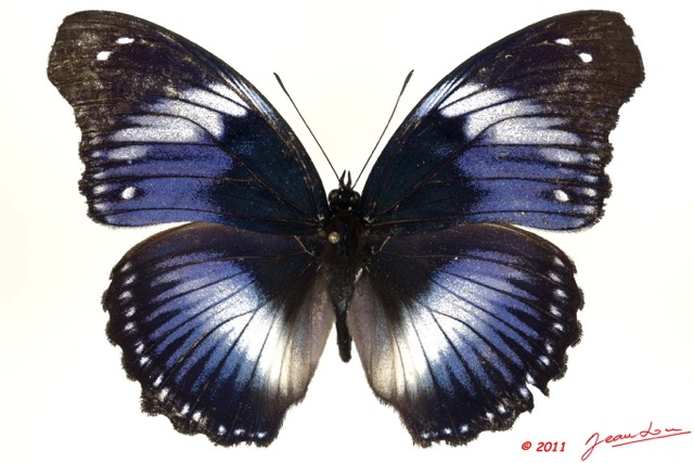 071 Lepidoptera 109a (FD) Nymphalidae Nymphalinae Hypolimnas salmacis 11E5K2IMG_66298wtmk.jpg