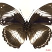 072 Lepidoptera 109a (FV) Nymphalidae Nymphalinae Hypolimnas salmacis 11E5K2IMG_66301wtmk.jpg
