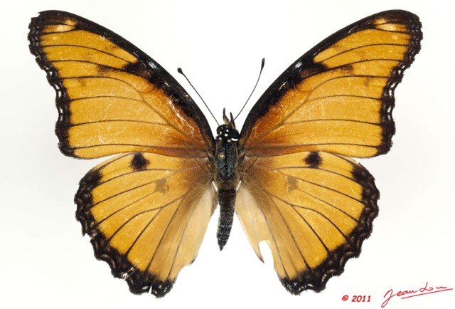 073 Lepidoptera 114b (FD) Nymphalidae Nymphalinae Hypolimnas misippus f 11E5K2IMG_68733wtmk.jpg
