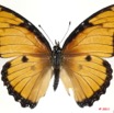 073 Lepidoptera 114b (FD) Nymphalidae Nymphalinae Hypolimnas misippus f 11E5K2IMG_68733wtmk.jpg