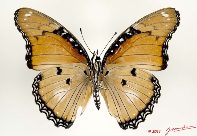 074 Lepidoptera 114b (FV) Nymphalidae Nymphalinae Hypolimnas misippus f 11E5K2IMG_68734wtmk.jpg