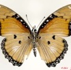 074 Lepidoptera 114b (FV) Nymphalidae Nymphalinae Hypolimnas misippus f 11E5K2IMG_68734wtmk.jpg