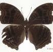 075 Lepidoptera 116b (FD) Nymphalidae Nymphalinae Junonia stygia m 11E5K2IMG_72835wtmk.jpg